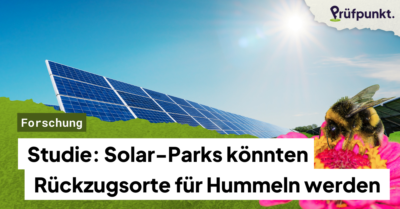 Studie: Wie Solarparks Hummeln retten könnten